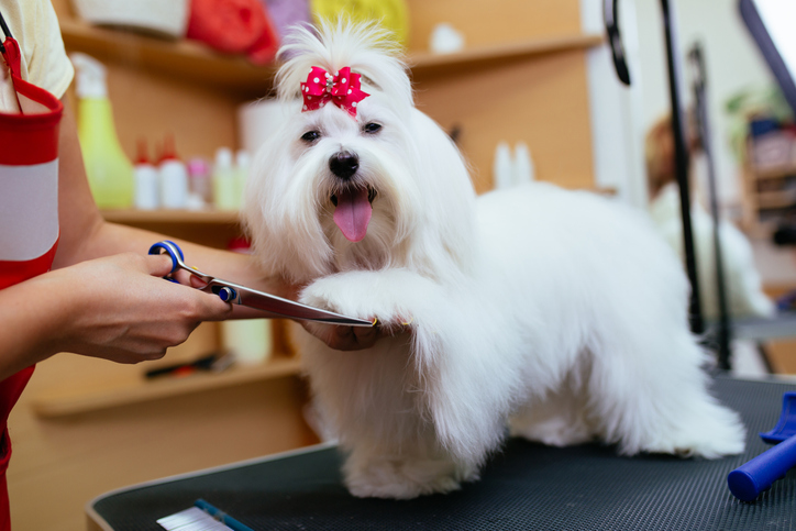 Dog Groomer