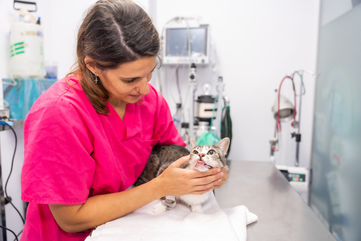 Veterinary Technician