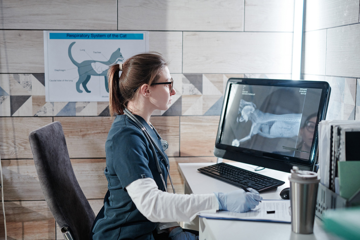 The vet examining the x-ray image of the dog